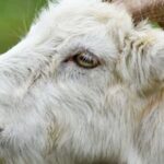 goat-3801464__480