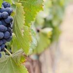 grapes-1952035__480