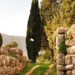 nestani
