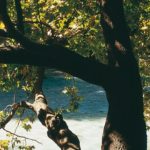Thesprotia_AcheronRiver_05_photo Y Skoulas_cr