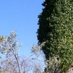800px-Ancient_tithorea_cr