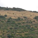 PELASGIA_002_cr