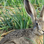 hare_cr