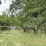kouri
