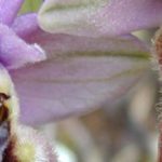 orchideas 1