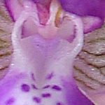 orchideas 2