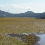 kalodiki